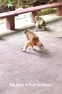 2.2K views · 29 reactions | Deep in the dense jungle, where the trees formed a natural canopy and the chatter of monkeys filled the air, a tiny baby monkey named Niko clung desperately to his mother. His tiny hands grasped at her fur, his small body trembling as he tried to hold on. But instead of warmth and comfort, he was met with cold rejection. | Baby Monkey | Facebook