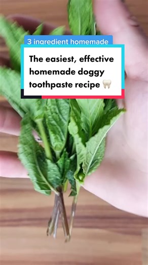 Dog Dental Hygiene: Homemade Toothpaste Recipes & Tips