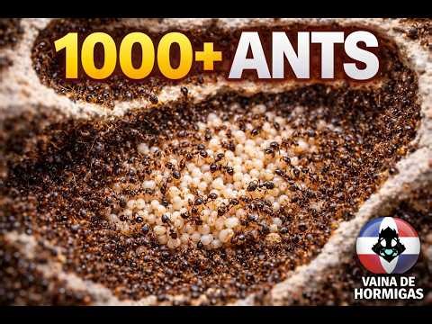 THIS COLONY EXPLODED – TETRAMORIUM IMMIGRANS | ANT COLONY DIARIES