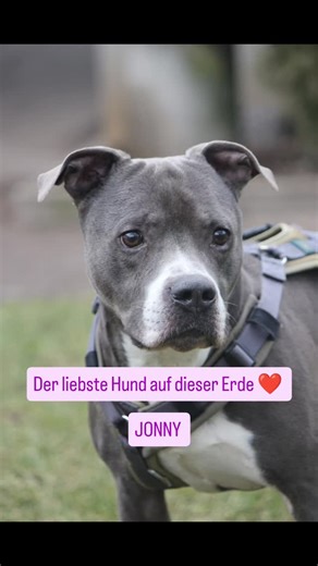 Tierschutzverein Stuttgart on Instagram: "Jonny Ebenerdige Pflegestelle, bevorzugt aber Endstelle gesucht Andere Hunde: ja, nur ruhige die mit seiner Art klar kommen Andere Tiere: wäre kein Problem Kinder: nur ruhige Hundeerfahrung: auch für engagierte Anfänger geeignet Probleme: neurologische Probleme Besonderheit: lieb zu allem und jedem #pflegestellegesucht #tierheimstuttgart #zuhausegesucht #amstaff"