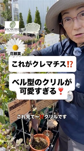 【紹介】これがクレマチス⁉️ベル型のクリルが可愛すぎる❣️#ほりべ造園 #旭川 #ガーデニング #バラ #植物 #クレマチス #再生栽培 #枯れた #庭作業 #鉢植え #地植え #庭 #庭作り