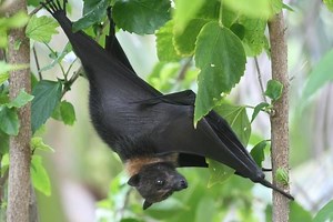Mariana fruit bat - Alchetron, The Free Social Encyclopedia