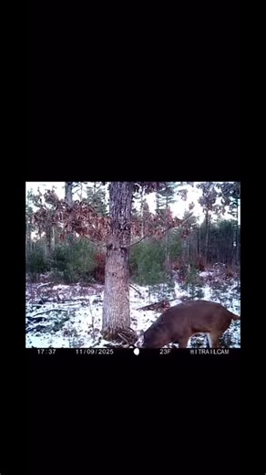 Volume up. Listen to the awesome vocalization caught on trail camera. . 🎥 @wisconsintrailcam . . . #deerhunting #bigbucks #bowhunting #wildlifephotography #deerseason | Whitetail Habitat Development