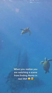 5.5K reactions · 550 shares | Give me some fin... ️ ...Noggin! 卵 Duuuude  : @oceangalz @awaywithmaria #findingnemo #turtle #highfive #nature #ocean #marinelife #ocean #nemo #pixar #wildlife | oceangalz | Facebook