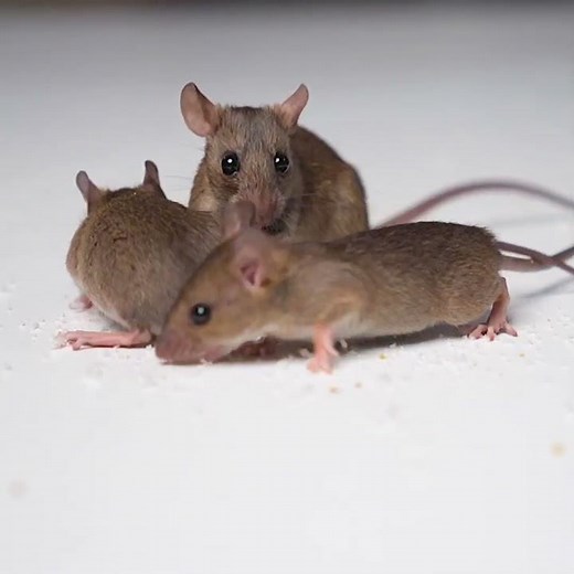 Cats Go CRAZY for REAL Mice HD Close Up | Video for Cats to Watch #shorts