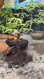 Tamarindus root press #tamarindus #bonsaitree #fblifestyle | Karimun Java