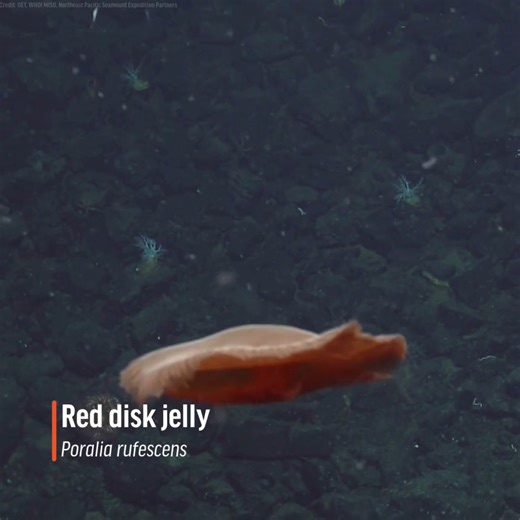 3.2K views · 44 reactions | Spotted during our Seamounts expedition off the coast of BC, meet Poralia rufescens, sometimes called the red disk jelly or dusky red jelly. This deep-sea drifter has an umbrella-shaped bell – or body – and up to 30 trailing tentacles. Found in oceans around the world, this mysterious jelly lives far beneath the ocean surface. #DeepSea #DeepSeaLife #OceanLife #MarineLife | Oceana Canada | Facebook