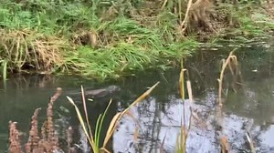 3.5K views · 640 reactions | On my final run through the Stroud...