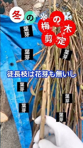 【冬剪定】梅の木／蕾を見ながら枝を選定する#庭師のVlog #一級造園技能士