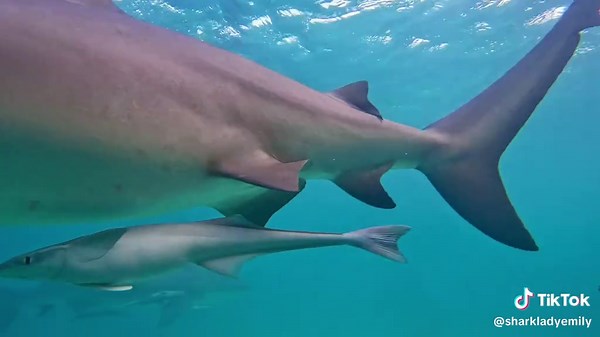 Exploring the World of Female Bull Sharks