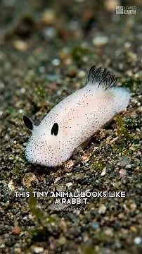 This "Bunny" Lives Underwater | Sea Bunny