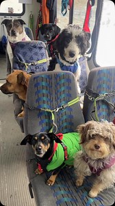 1st crew loaded up, 2nd crew loading off for their walk, but first snack time! @welovecuddly #dogs #alaska #dogbus #offleashlife | Mo Mountain Mutts