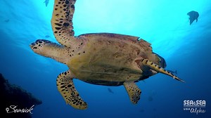 20 reactions | Video captured by SEA&SEA Alpha, Evan Sherman SEASICK PRODUCTIONS with SEA&SEA MDX-a7II Housing. #seaandseaalpha #seaandseausa #seaandsea #scubadiving #scuba #diving #strobe #mdx #videography #filmmaking #underwatervideography #underwaterphotography | SEA&SEA Underwater Imaging | Facebook