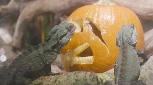 Melbourne aquarium gets into the Halloween spirit