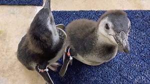 3.7K reactions · 693 shares | The penguin chicks went swimming for...