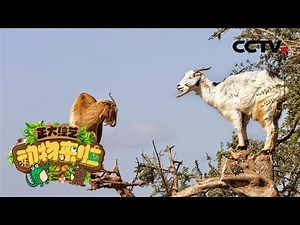 [正大综艺·动物来啦] 羊上树的景象是真的吗？| CCTV