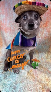 177 reactions · 22 shares | Happy Cinco de Mayo from all of us here at Lucky Chi Dog Rescue! 慎 To help make it even easier to adopt your furry friend, we are covering spay and neuter fees for any dog or cat adopted today through Wednesday at @animalfriendsofthevalleys!  Animal Friends of the Valleys, Wildomar, CA ️ May 5-May 7 @bissellpets | Lucky Chi Dog Rescue | Facebook