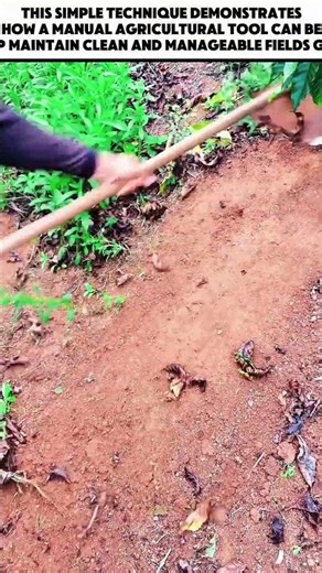 HOW TO REMOVE WEEDS WITH A MANUAL TOOL | Weed Clearing and Manual Weeding Technique