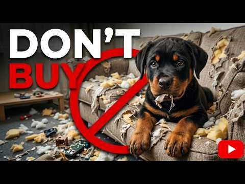 DON'T BUY a Rottweiler! (Watch Before You Regret It)