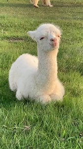 254 reactions · 21 comments | Our first baby of the year has finally arrived!!! So cute!!! | A to Z Alpacas | Facebook