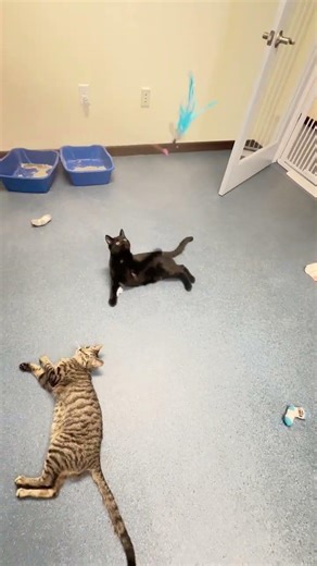 Stuart and Ashton playing with wand toy #cat #kitten