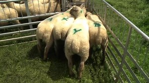 Check out this really informative video recorded by AHDB for YFC members to help them improve stockjudging skills. If you're getting ready for the Senior and Young Stockman of the Year finals, then this is essential viewing to help you gen up before the weekend! #YoungFarmers #Stockjudging #competitions | National Federation of Young Farmers' Clubs