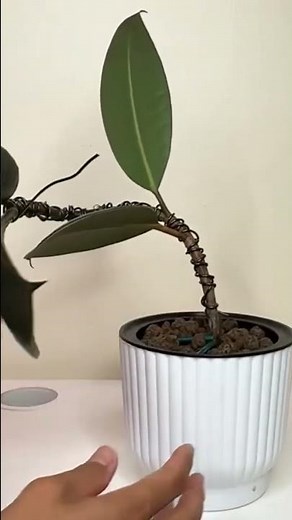Can We Bonsai Rubber Plants?