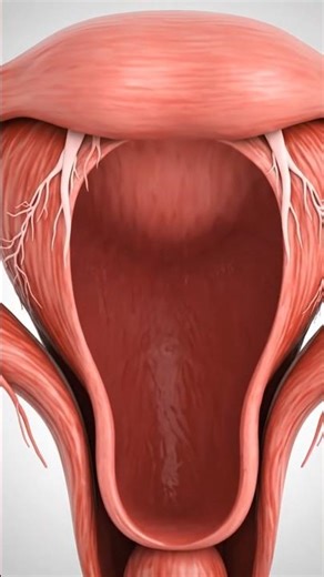 How the Uterus Shrinks After Birth#shorts #science #anatomy