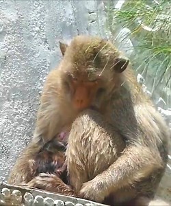 51K views · 802 reactions | Just born Newborn of a young mother this morning, Mom still t-i-red & baby still p-o-o-r no milk yet #Monkeyvideos | Monkey Smile | Facebook