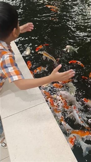 the fish immediately approached #shorts #shortvideo #youtubeshorts