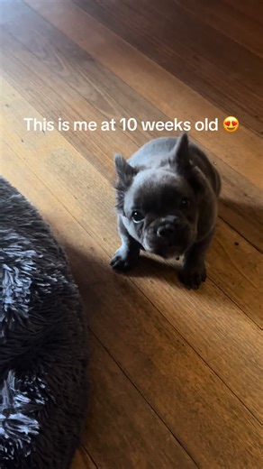 NALA KOALA on TikTok