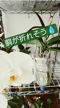胡蝶蘭のペットボトル水栽培４年目