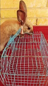 tiko s playing time🐰🐇🐇