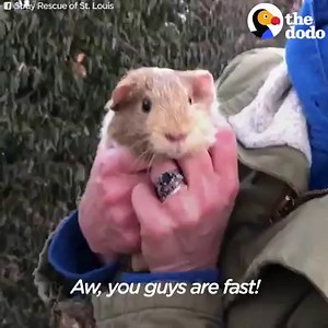 2.9M views · 10K reactions | These three guinea pigs were living on the street until some people chased them down and caught them. And one of the little piggies was VERY pregnant  | The Dodo | Facebook