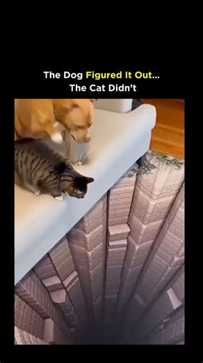 @globely.io on Instagram: "Dm for Credit / Removal This video features a short 10-second clip inside a living room where a hyper-realistic 3D optical-illusion rug creates the appearance of a deep, stone-lined pit opening straight into the floor. What looks like harmless home décor instantly turns into psychological warfare for the pets. A pit bull-type dog stays planted on the sofa, staring at the “hole” with cautious respect, clearly deciding that survival is the better option. Meanwhile, a tab