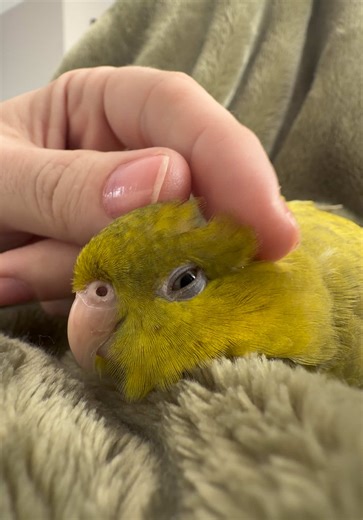 Morning Snuggles with My Sweet Lineolated Parakeet