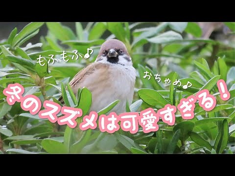 可愛い冬のスズメ大集合！モフモフふくらすずめ｜Sparrow