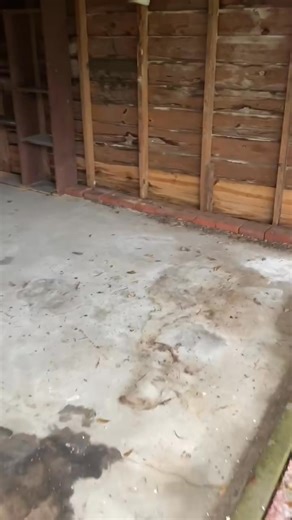 Spotting termites？ Don’t mistake frass for sawdust! Termite frass is ... | Sage Graham