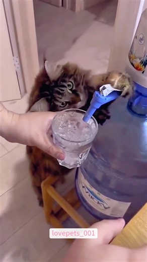 Cat’s Unique Take on Helping