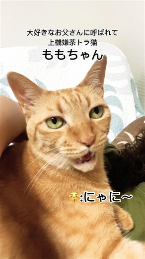 上機嫌お返事茶トラ猫ももちゃん #cat #猫のいる暮らし #茶トラ猫 #猫のいる生活 #お返事猫#talkingcat