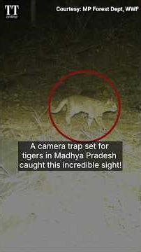 Rusty-spotted cat, Asia's Tiniest Wild Cat, Clicked for the first time in Madhya Pradesh #catvideos