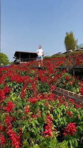 Beautiful Flower Garden in the Mountains of Chiang Mai 🌺