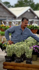 Looking for vibrant colour in your garden? Asters are in their prime right now! 🌸💜 These late-blooming perennials add a pop of purple, blue, and pink to your borders, perfect for extending the season of interest. 🌿✨ #GardenOnARoll #Asters #LateSeasonColour | Garden on a Roll