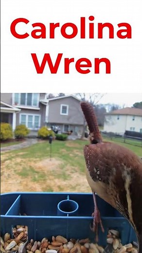 Carolina Wren - 3 Fun Facts