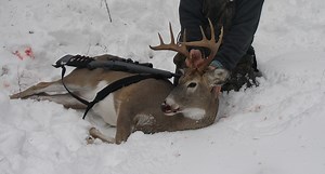 The Beginner's Guide to Whitetail Deer Hunting