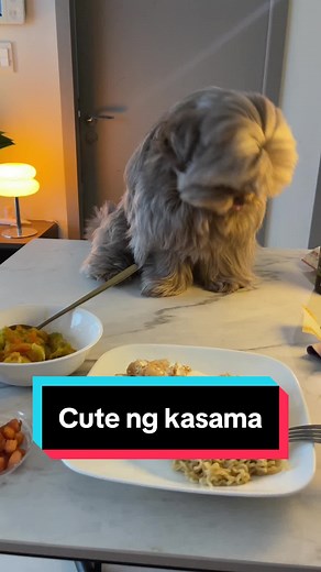 Bugatti 🧸 (@bugatti_the_shihtzu)’s videos with original sound - Bugatti 🧸