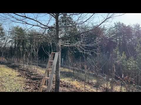 Oak Pollard - Temperate Syntropic Agroforestry