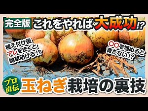 【完全版】プロ直伝！玉ねぎ栽培の裏技｜これをやれば大成功！？