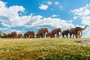 "The Great Elephant Migration" Brings Conservation Message To Cities Across US