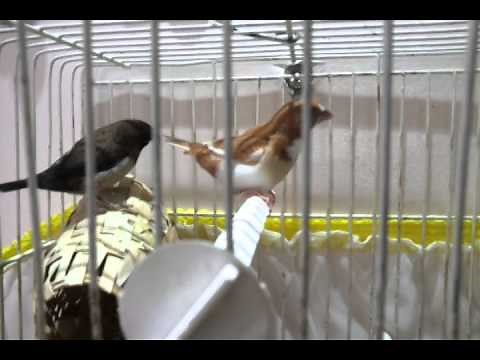 Bengalese society finch singing - Erkek bengal ispinozu ötüşü